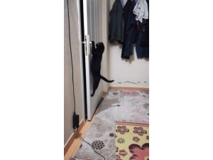 Patisiyle Kapıyı Açan Kedi Fenomen Oldu