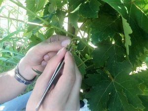 Tekirdağ’da Üzüm Çeşidini Arttıracak Projede Sona Gelindi