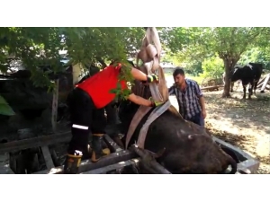 Tarım Aletine Sıkışan İneği Cankur Kurtardı