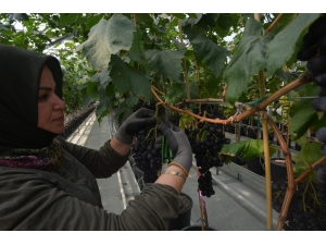 Türkiye’de İlk Defa Kapalı Sistem Serada Üzüm Hasat Edildi