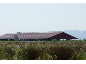 Aydın’da Milyonluk Dolandırıcılık İddiası