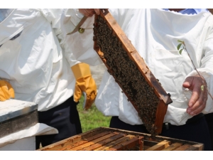Ko-mek’te “Bal” Gibi Branş