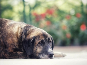 Tepebaşı Belediyesi Sokaktaki Dostları Unutmadı