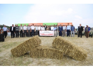 Aslanapa’da Macar Fiği Tarla Günü Etkinliği