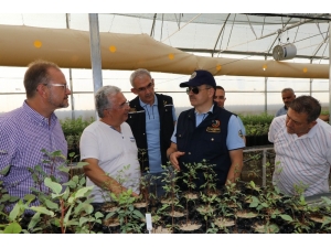 Bakan Pakdemirli’den Lavanta Hasadı