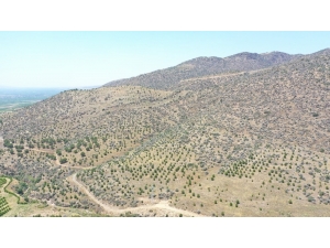 Yabani Bademler Milyonlar Kazandıracak