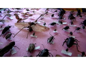 25 Yılda 3 Bin Böcek Topladı