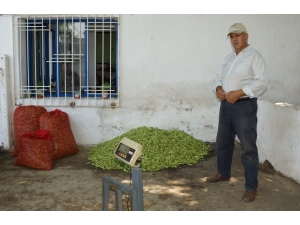 Tezgahta 15 Tl’ye Kadar Satılan Bamya Yüz Güldürdü