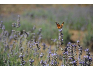 Muğlalı Çiftçi İçin Alternatif Ürün: Lavanta