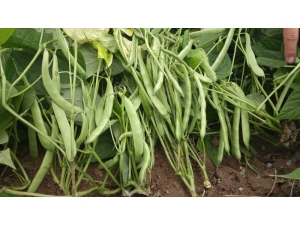 May Tohum’dan Abd’ye Lisans Ve Tohum İhracatı