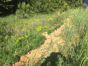 Emniyet Güçlerinden Tosya’da Kenevir Operasyonu