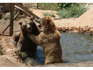 Sıcaktan Bunalan Hayvanlara Buzlu Meyve Kokteylli Serinlik