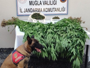 Muğla Jandarmasından Kenevir Operasyonu