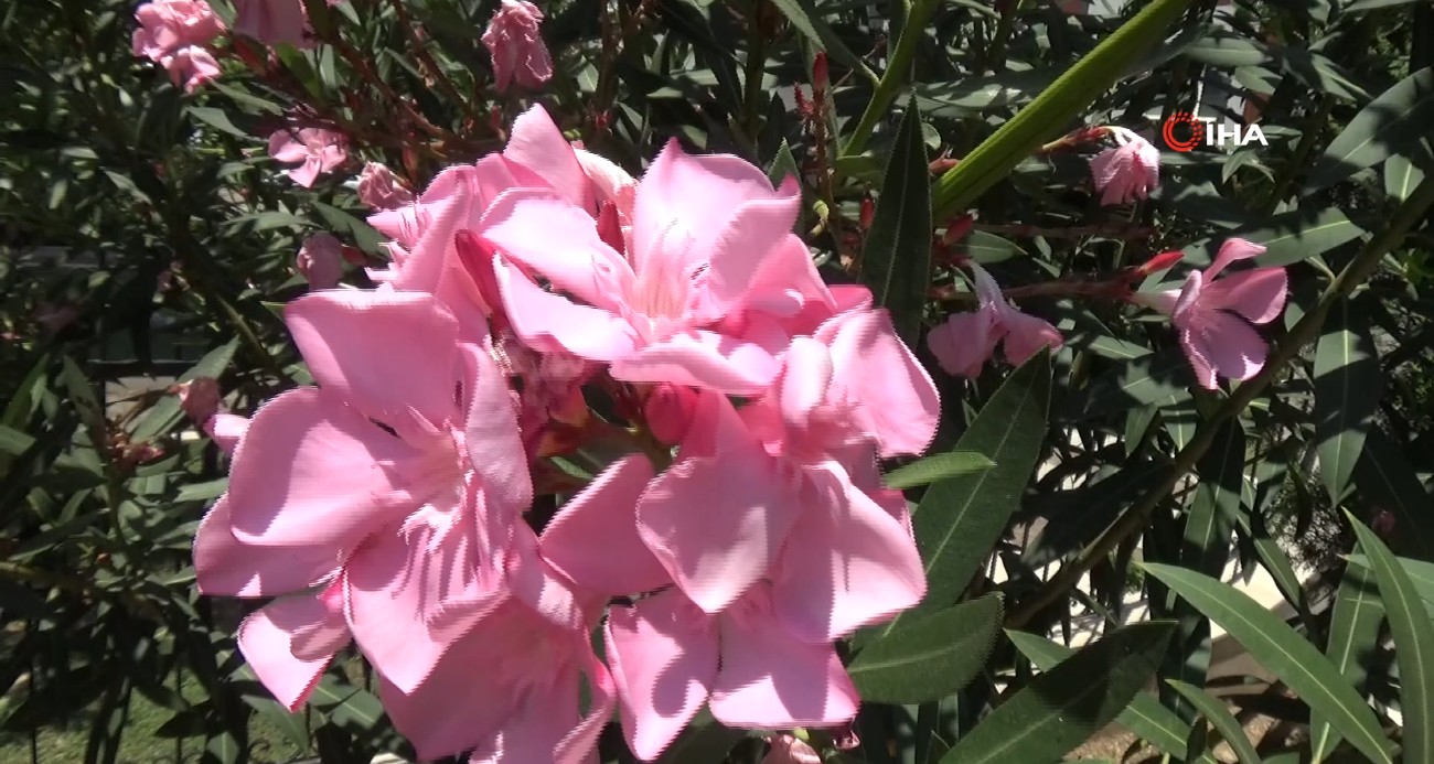 zakkumun-cicegini-yedi-komalik-oldu