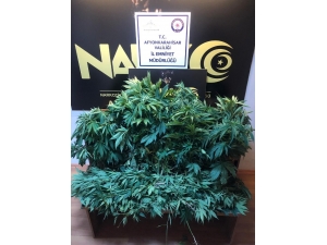 115 Kök Hint Keneviri Ele Geçirildi