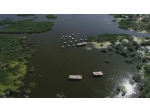 Yavrularını Büyüten Tepeli Pelikanlar Havadan Görüntülendi