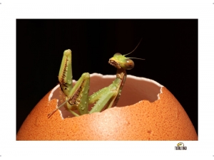 Dr. Tuğrul Tunca’dan Minik Dostlar Makro Fotoğraf Sergisi