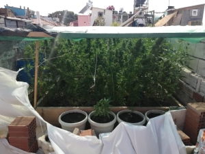 Balıkesir’de Tonlarca Uyuşturucu Ele Geçirildi