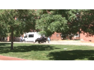 Kaçan Boğa Zor Anlar Yaşattı, 2 Kişiyi De Yaraladı