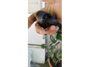 Diyarbakır’da Görülen Ebabil Kuşları Koruma Altına Alındı