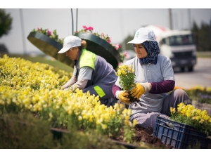 Tepebaşı Belediyesi 225 Bin Adet Çiçek Üretimi İle Kenti Süsledi