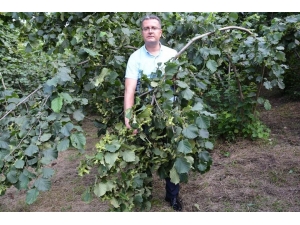 Ordu’da Fındık Rekolte Tahmini Çalışmaları Başladı