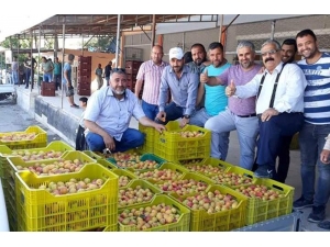 Kayısı Üreticisi Sezonu Mutlu Bitirdi