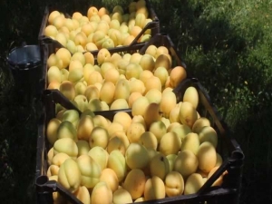 Iğdır’da Sarı Altın Hasadı Başladı