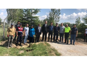 Altıntaş’ta Yürüyüş Yolu Ve Ağaçlandırma Çalışmaları