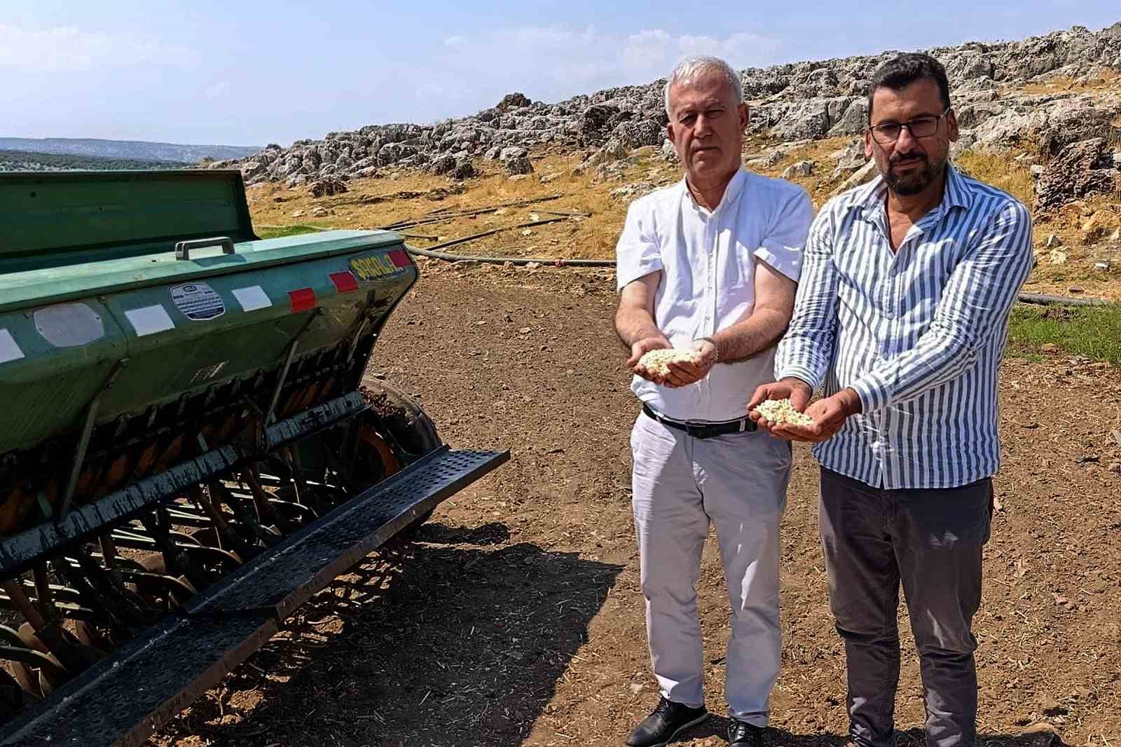 araban-sarimsaginda-zambak-anac-tohum-donemi-basliyor