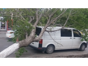 Kars’ta Rüzgar Aracın Üzerine Ağaç Devirdi