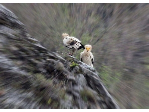Nesli Tükenmekte Olan Akbabalar Amasya’da Görüldü