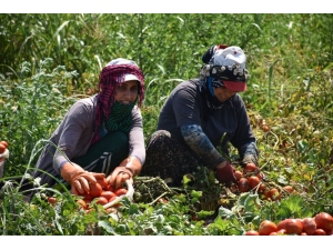 Tarım İşçilerinde Dudak Kanseri Riski