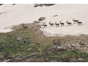 Anne Ve Yavru Ayılar İle Şamualar Görüntülendi