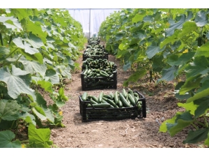 Gürpınar’da Sezonun İlk Sera Hasadı Toplandı