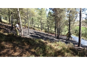 Tuzla’da Ormanlık Alanda Yangın Paniği