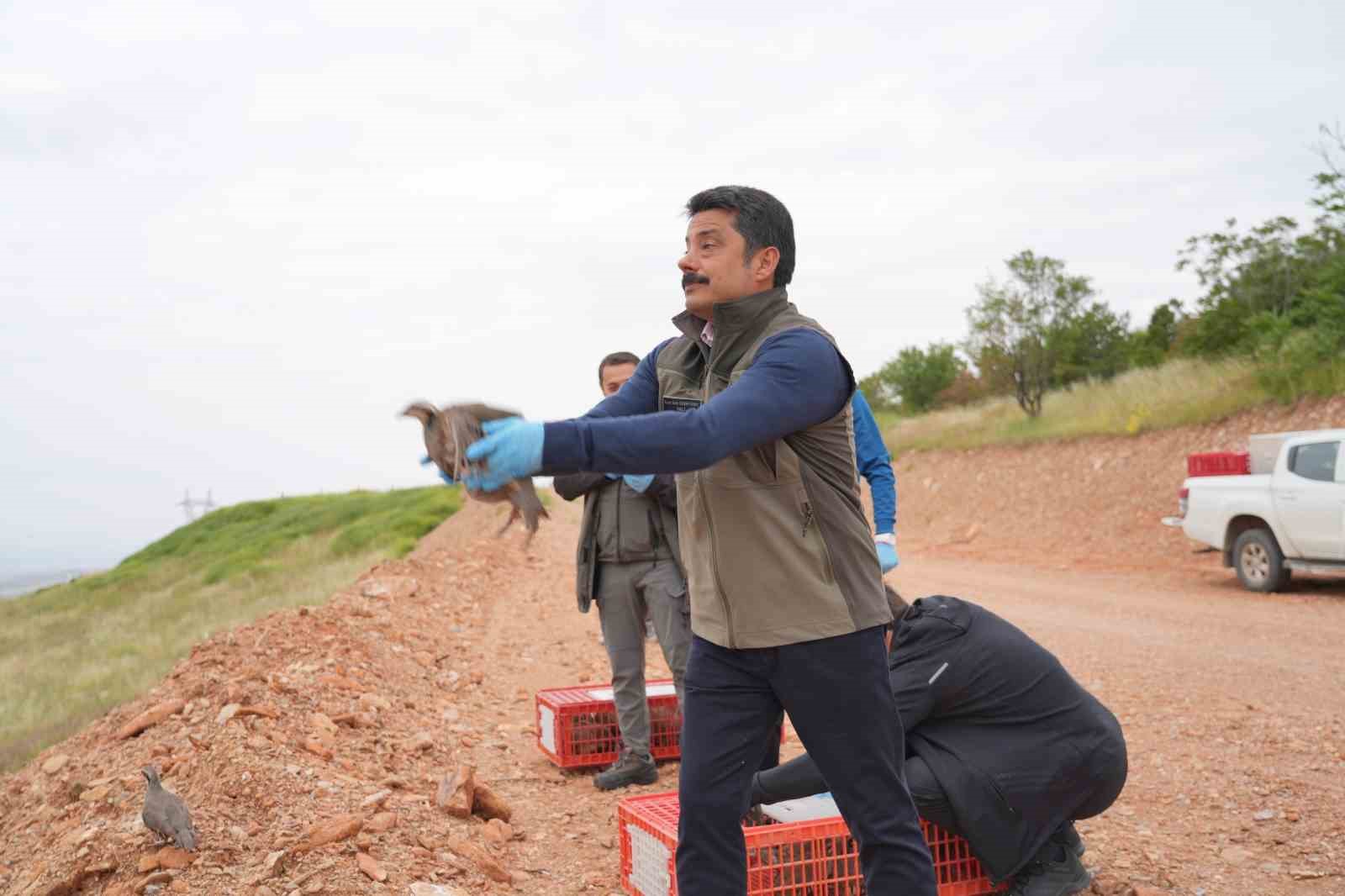 kirsehir-de-dogaya-900-kinali-keklik-salindi