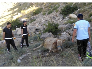 Mahsur Kalan İnek Ve Kedi, İtfaiye Ekipleri Tarafından Kurtarıldı