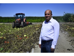 Fiyatı Dip Yapan Karpuz Tarlada Kaldı