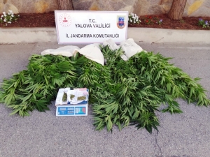 Yalova’da 600 Kök Hint Keneviri Ele Geçirildi