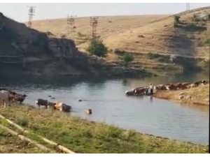 Büyükbaş Hayvanların Fırat Nehri’nden Tehlikeli Geçişi