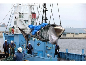 Japonya 31 Yıl Aradan Sonra Ticari Balina Avcılığına Başladı