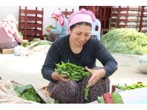 İstanbul’un Yaprağı Manisa’dan