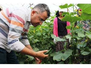 Gevaş’ta Sebze Üretimi