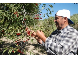 Vişne Fiyatları Çiftçiyi Üzdü
