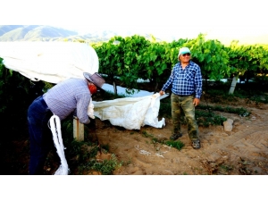 Sarıgöl’de Üzüm Bağları Örtünmeye Başladı