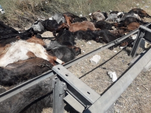 Tır Dorsesi Devrildi, Onlarca Küçükbaş Hayvan Telef Oldu