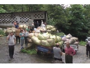Çaykur Genel Müdür Vekili Alim: "Çayımıza Sahip Çıkmak Zorundayız"