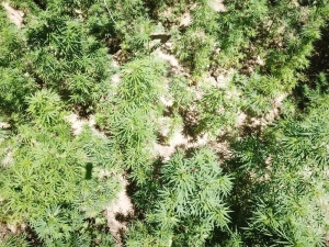 Drone Tespit Etti, Jandarma Operasyon Yaptı