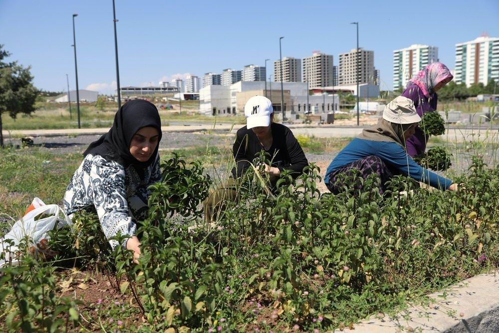 kadin-emegiyle-yetisen-tibbi-ve-aromatik-bitkilerin-ilk-hasadi-yapildi